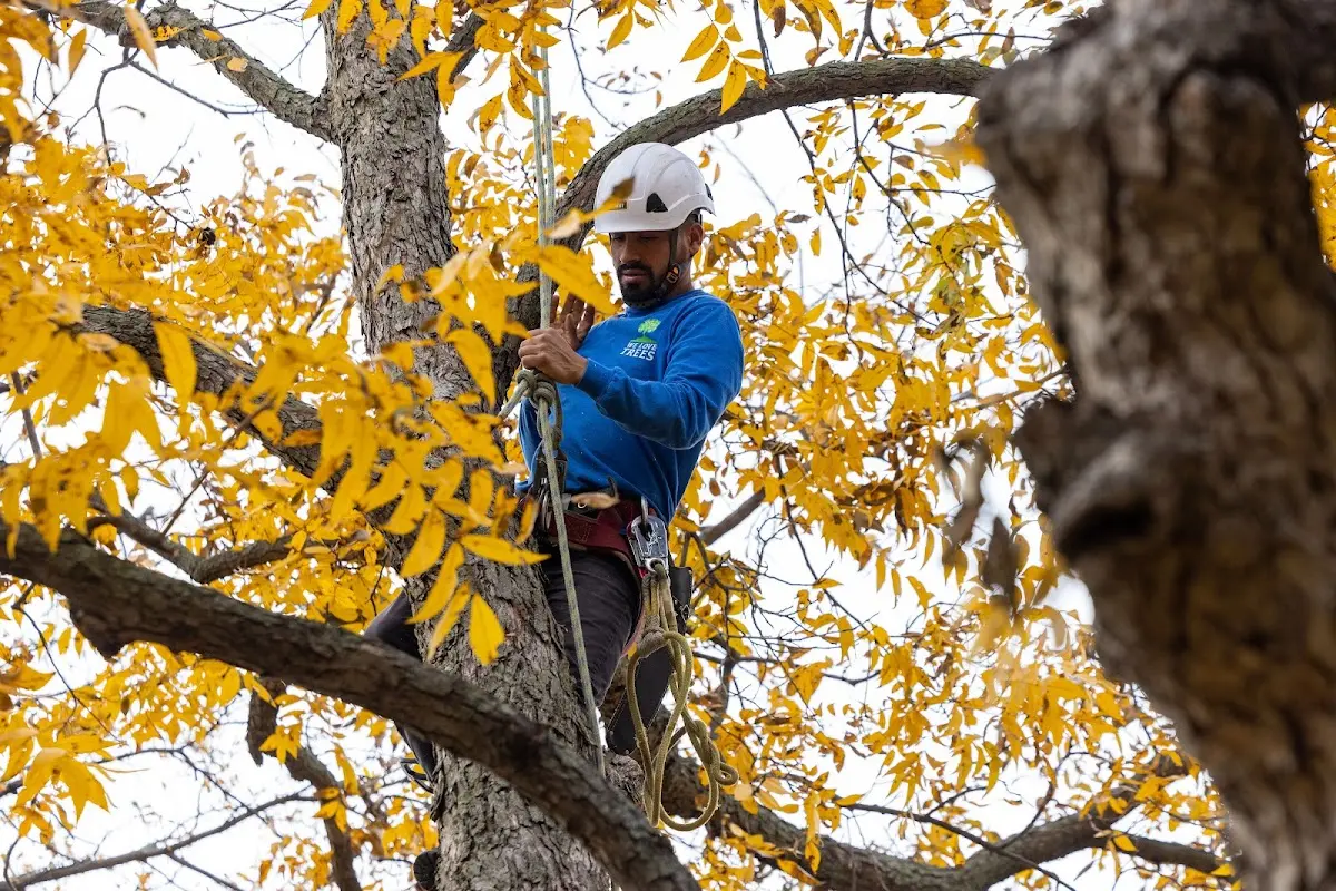 Skilled Tree Planting crew working in Clinton Corners